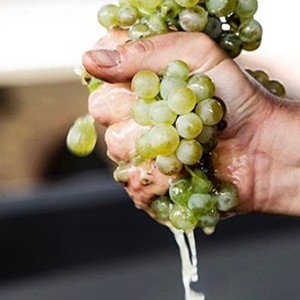 Weibel Weine - Capisci - Organic wines