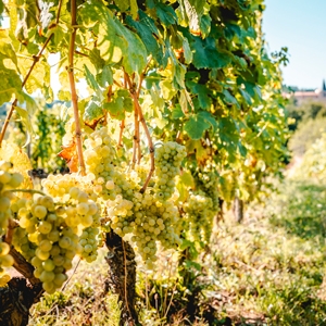 Chardonnay – a globally renowned white grape variety with great potential Weibel Weine | Chardonnay