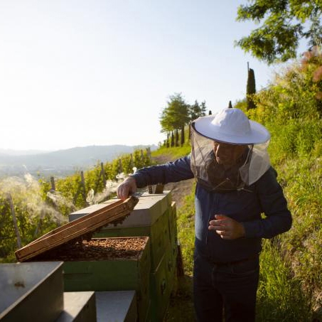 Weibel Weine | Camarcanda di Gaja