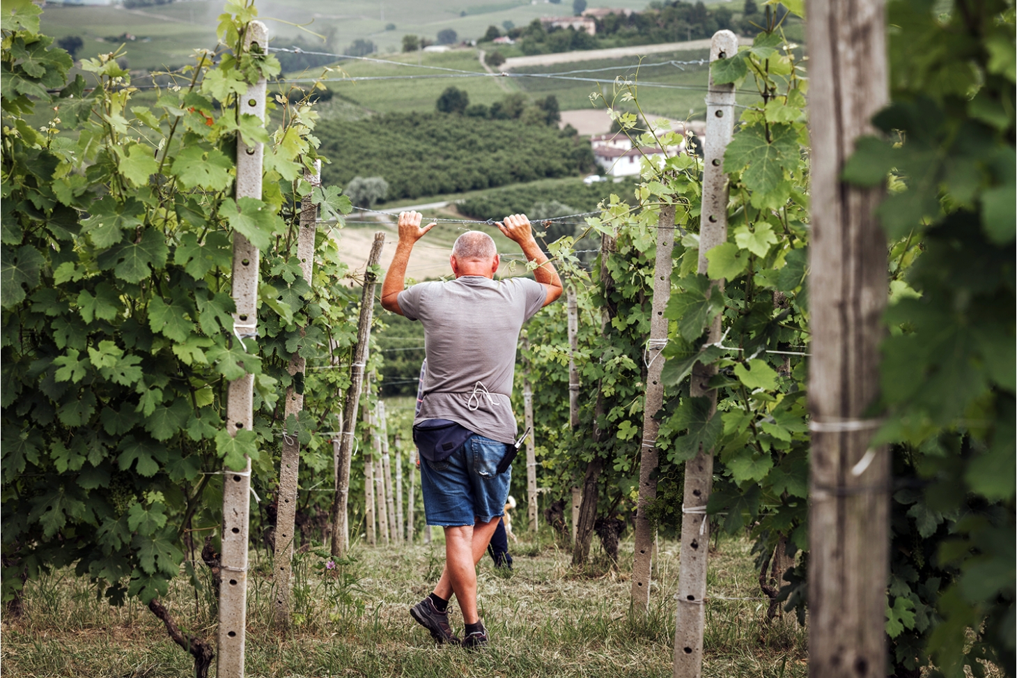 Weibel Weine | Weisswein