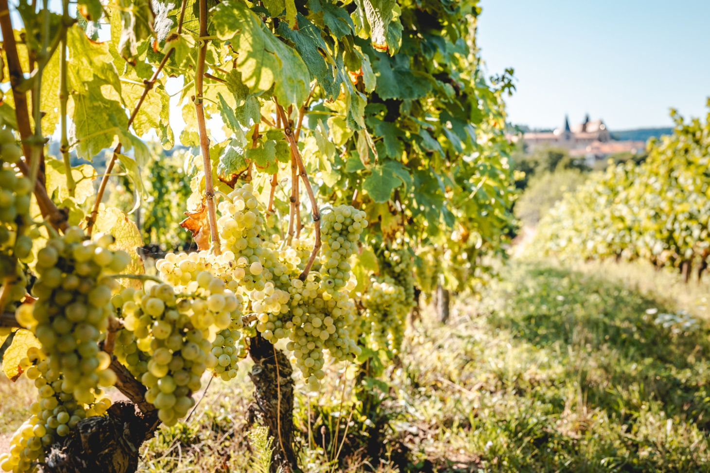 Weibel Weine | Chardonnay
