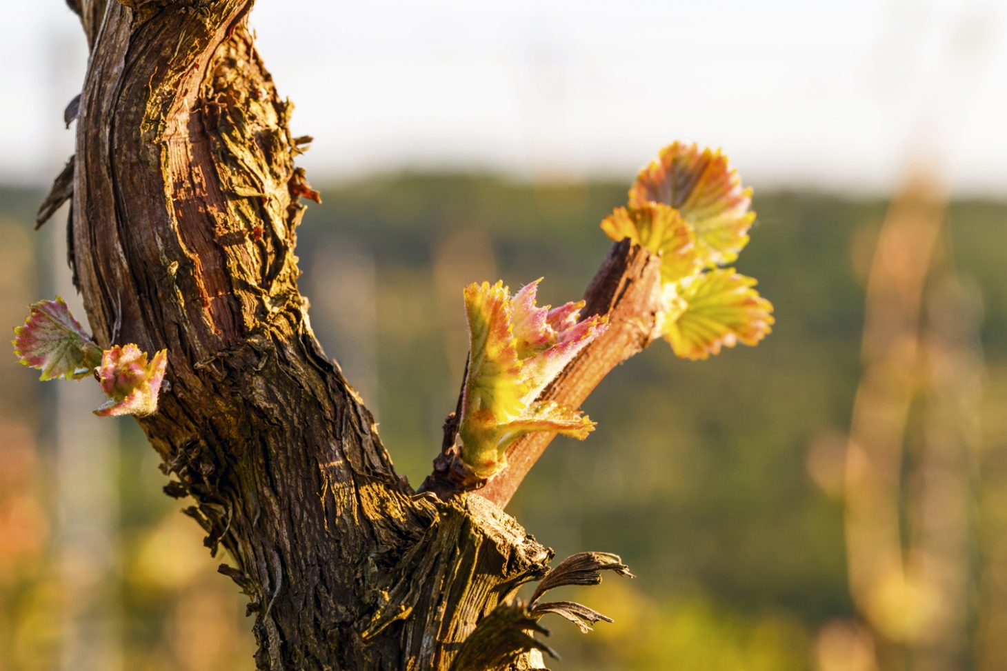 Weibel Weine | Frühling