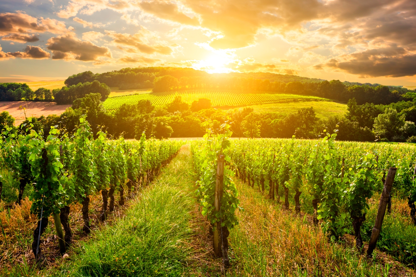 Weibel Weine | Burgund