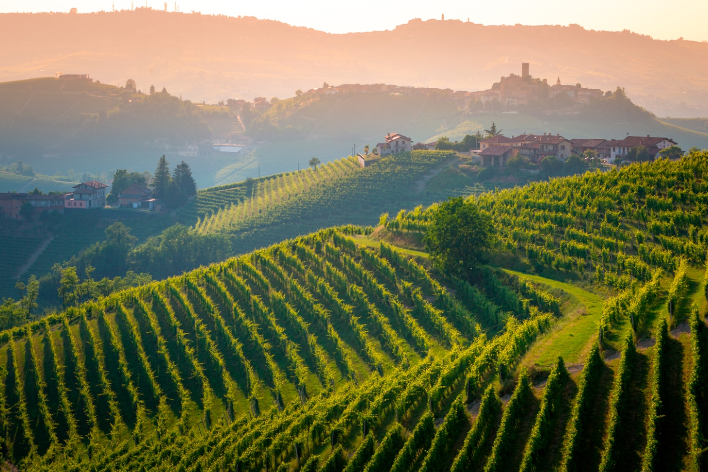 Weibel Weine | Piemont