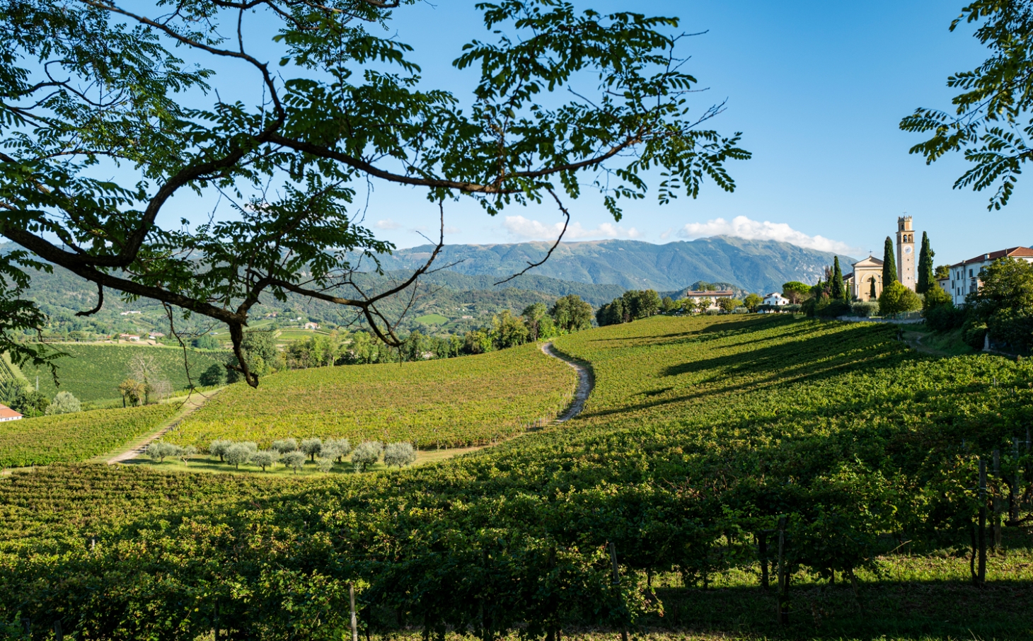 Weibel Weine | Bellenda