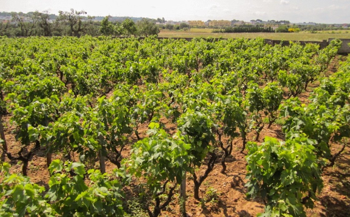 Weibel Weine - Cantine Rosa del Golfo - Apulien
